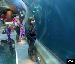 Assistant Curator Evonne Mochon Collura observes a school of yellowtail jacks in the open sea display at the Oregon Coast Aquarium. (T. Banse/VOA)