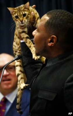 Cat breeder Anthony Hutcherson shows off a Bengal Cat, which will be featured at a non-competitive event at the Westminster Kennel Club Dog Show in New York City on Feb 11.