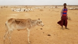 FILE - A boy attends to his malnourished calf in the Danan district of the Somali region of Ethiopia, which hasn&#39;t seen significant amounts of rain in the past three years.