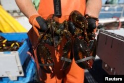 Lindsay Copeland Frazier holds lobsters caught on her father's boat in Stonington, Maine, July 5, 2017.