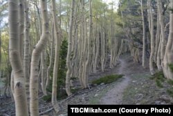 A trail through quaking aspen trees in Great Basin National Park leads to the highest mountain peak in Nevada.
