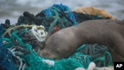 In this April 5, 2021, photo provided by Matthew Chauvin, a juvenile Hawaiian monk seal rests on top of a pile of ghost nets on the windward shores of Laysan Island in the Northwestern Hawaiian Islands. 