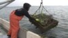 Ean Reed, of the Virginia-based Rappahannock Oyster Company, pulls in cages filled with oysters from waters of the Chesapeake Bay. (J. Swicord/VOA)