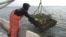 Ean Reed, of the Virginia-based Rappahannock Oyster Company, pulls in cages filled with oysters from waters of the Chesapeake Bay. (J. Swicord/VOA)