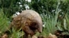 Un pangolin trotte dans un domaine privé à Johannesbourg, Afrique du Sud. (AP Photo/Themba Hadebe)