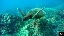 A green sea turtle swims near coral in a bay on the west coast of the Big Island near Captain Cook, Hawaii, Sept. 11, 2019. 