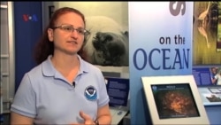 Meningkatnya Kematian Paus di Alaska