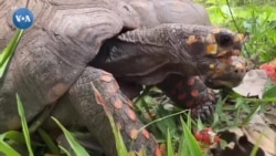 Ozodlikka chiqqan toshbaqalar 