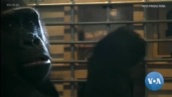 What? Me Cheat? Gorilla Displays a Human Trait