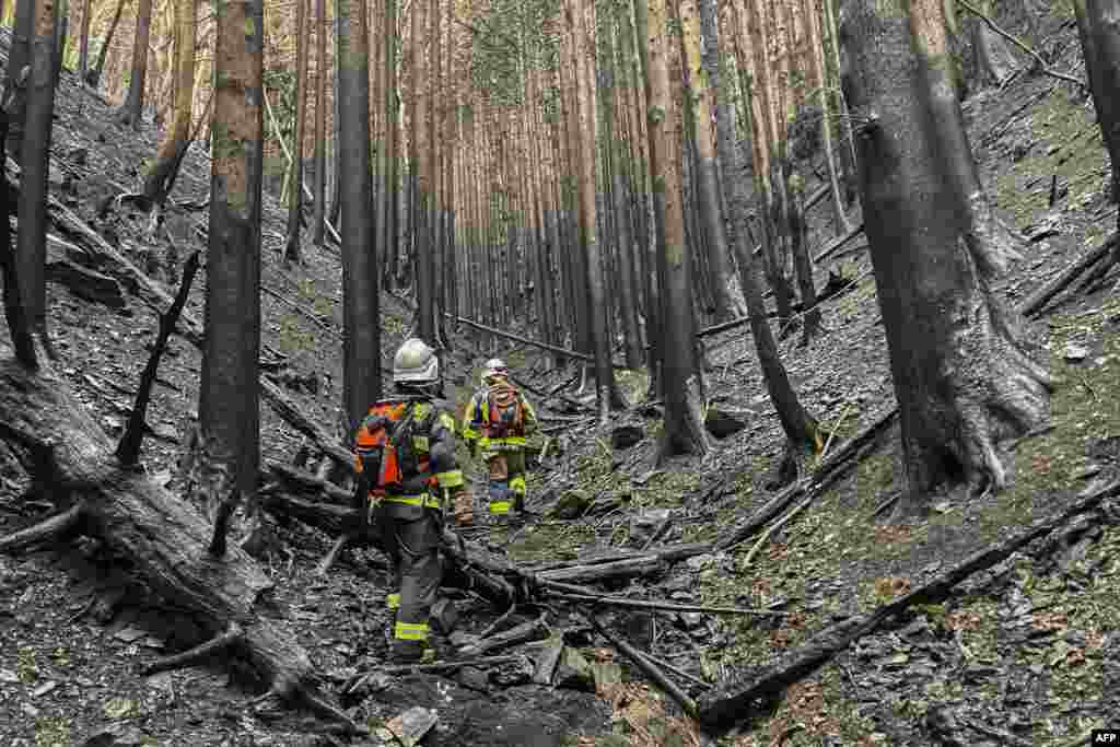 This photo taken and released by the Fire and Disaster Management Agency shows firefighters walking amongst burnt trees as they battle a wildfire in Ofunato city of Iwate Prefecture, Japan.