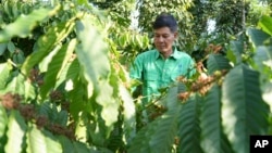 Farmer Le Van Tam tends coffee plants at a coffee farm in Dak Lak province, Vietnam on Feb. 1, 2024. (AP Photo/Hau Dinh)