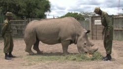 Elephant Anti-Poaching Summit Convenes