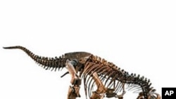 Tyrannosaurus rex at the Natural History Museum of Los Angeles County