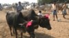 Indian Muslims Mull End to Cow Sacrifices 