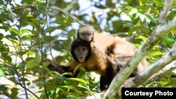 Seven teeth found during excavations involving the Panama Canal's expansion show monkeys resembling today's capuchins, pictured, traveled from South America to North America eons before the two continents joined together.