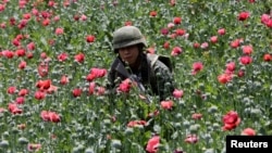 FILE - A soldier walks among poppy plants before a poppy field is destroyed during a military operation in the municipality of Coyuca de Catalan, Mexico, April 18, 2017.