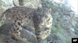 A snow leopard roams the mountainous region of northeastern Afghanistan. The rare cat was caught on camera by the Wildlife Conservation Society.