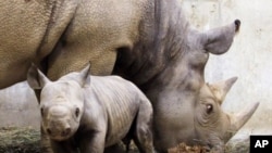 A black rhinoceros calf born at a zoo stays close to his mother (File)