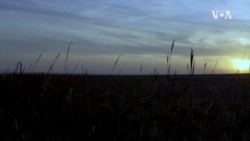 Kansas Art Community 