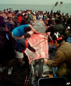 FILE - A boy reaches out to touch the carcass as Makah Indian whalers strip a gray whale of its flesh and villagers and media members gather around following the tribe's first successful whale hunt in over 70 years, in Neah Bay, Wash., May 17, 1999. (AP Photo/Elaine Thompson)