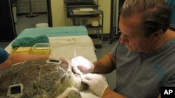 Ziva, a female loggerhead turtle being treated by veterinarian Terry Norton, was injured after being hit by a boat.