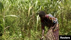 Une femme désherbe sa plantation de maïs dans la région nord de l'Ouganda, le 11 novembre 2009.