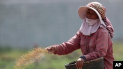 FILE - A Cambodian farmer throws rice seeds onto her paddy fields at Snoar village, outside Phnom Penh, Cambodia, May 2, 2021. 