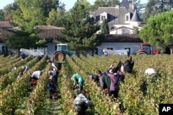 FILE - Workers collect red grapes in the vineyards near Bordeaux, France.