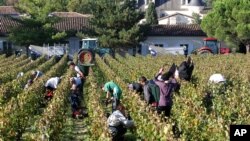 FILE - Workers collect red grapes in the vineyards near Bordeaux, France.