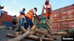Kenya Ports Authority workers and Kenya Wildlife Services (KWS) officials arrange elephant tusks recovered at the container terminal in the coastal city of Mombasa Jul. 8, 2013.