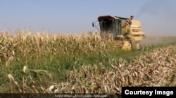FILE - Corn is harvested in a field outside Raqqa, Syria, under Islamic State control, Oct. 23, 2016. (Credit: Dawa al-Haq)