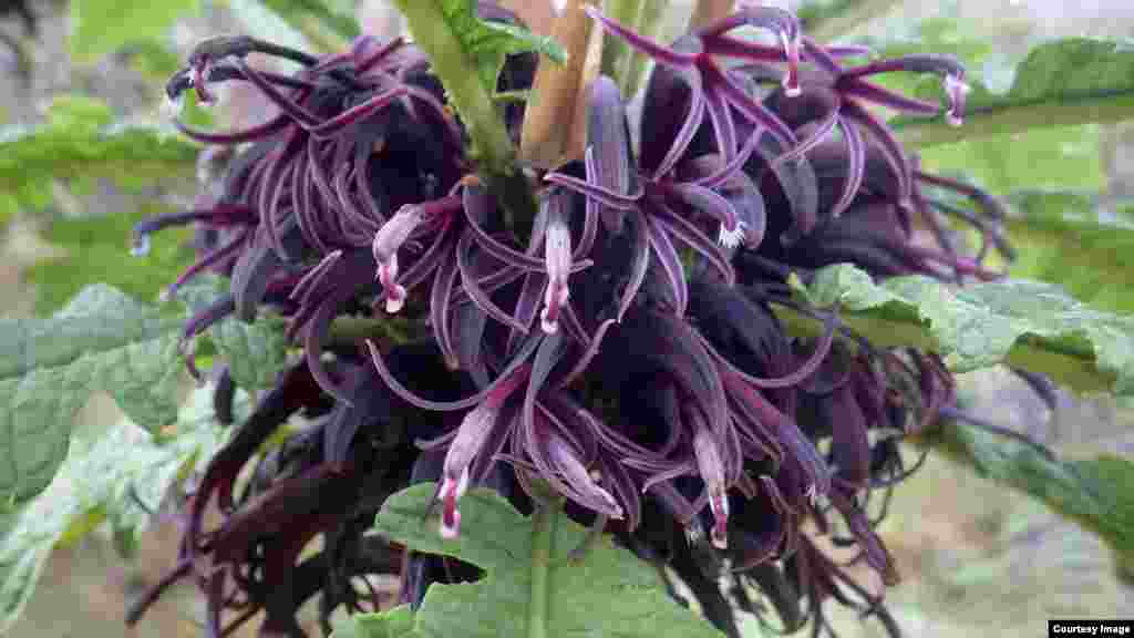 Cyanea stictophylla is a rare species of flowering plant in the bellflower family, known as haha in Hawaiian. It is known only from the rainforests of Mauna Loa. (Photo by Josh VanDeMark)
