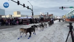 Alyaskada kuchuk musobaqasi 