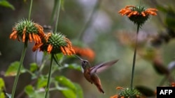 Handout picture released in Lima by the Peruvian Commission for the Promotion of Export and Tourism (PROMPERU), showing a hummingbird spotted during the Birding Rally Challenge taking place in the northern Peruvian mountain jungle close to the city of Tarapoto on June 12, 2013.