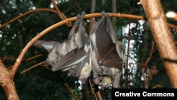 Straw-colored fruit bats rest together at Berlin’s Zoological Garden.