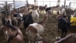 Small American Farms Struggling to Survive