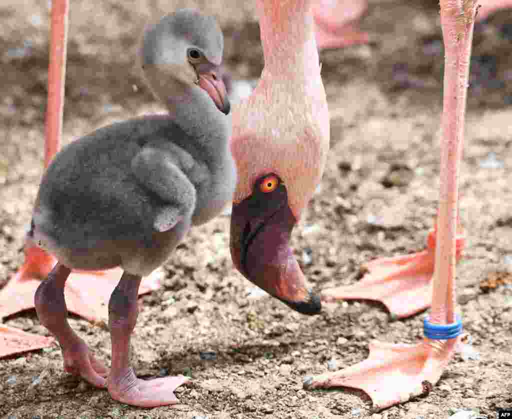 Flamingo berusia satu minggu berdiri di dekat induknya di sebuah kebun binatang di Karlsruhe, sebelah barat daya Jerman.