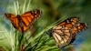 Dramatic drop in monarch butterfly count nears record 30-year low 