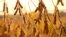 Picture of soybean plants