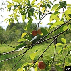 More than 600 apple varieties grow at the Pavlovsk Experimental Station.