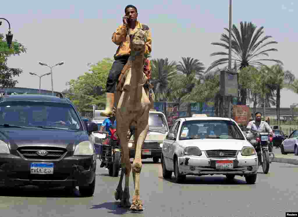 A man uses a mobile phone while riding a camel through a traffic jam in downtown Cairo, Egypt, May 20, 2015.