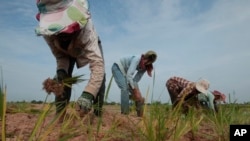 FILE - Cambodian farmers plant rice on the dry earth in the rice paddy on the outskirts of Phnom Penh, Cambodia.