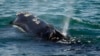 Right Whale Number Decrease Slowing, But Threats Remain