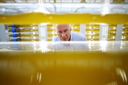 Svein Nordvik, managing director of Norwegian startup CO2Bio, inspects algae growing in transparent tubes at a greenhouse in Mongstad, Norway, July 31, 2018.
