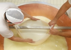 FILE - Cheese makers prepare curds for Parmesan cheese in Modena, Italy, Feb. 16, 2016.