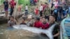 Huge, rare Mekong catfish spotted in Cambodia, raising conservation hopes 