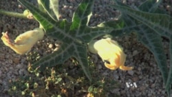 Scientists Go to Extremes to Save Crops' Wild Relatives