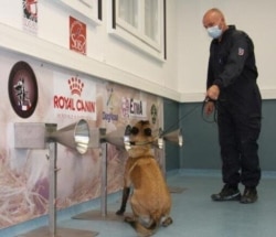 The National Veterinary School of Alfort in France is among the global institutions doing research on dogs' ability to detect COVID-19. (Courtesy of veterinary professor Dominique Grandjean)