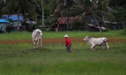ស្រែរបស់កសិករក្នុងក្រុងកំពត ខេត្តកំពត ដែលត្រូវបានទឹកប្រៃហូរចូល កាលពីថ្ងៃទី ២ ខែតុលា ឆ្នាំ ២០២១។ (ស៊ុន ណារិន/VOA Khmer)