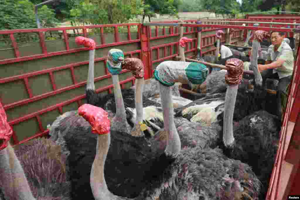 Ostriches wear masks as they are transported by a truck for relocation in Zhengzhou, Henan Province, China, Aug. 8, 2016.